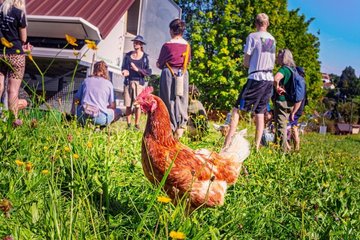 Bei den Bio-Erlebnistagen kann man unter anderem lernen, wo das eigene Essen herkommt