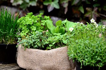 Gartenkräuter